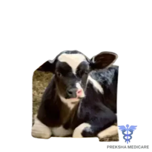 SM.CALF SUPP.-L
