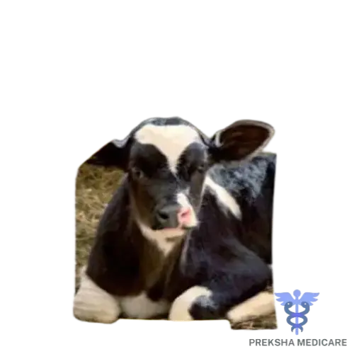 SM.CALF SUPP.-L